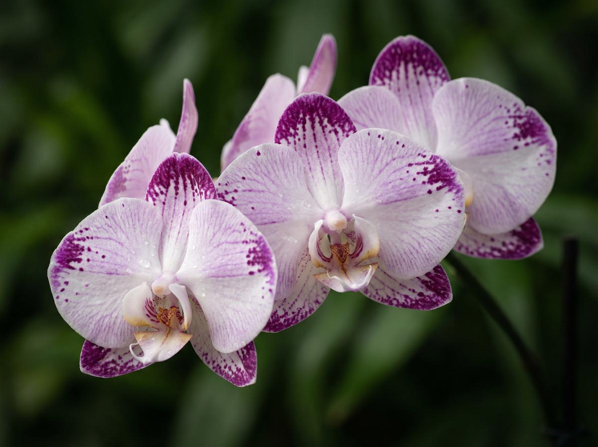 呦呦视频兰花视频